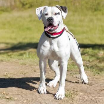 BISCUIT -  American Bulldog and Mixed Breed Dog for Adoption in St. Louis, Missouri - BISCUIT | PetCurious
