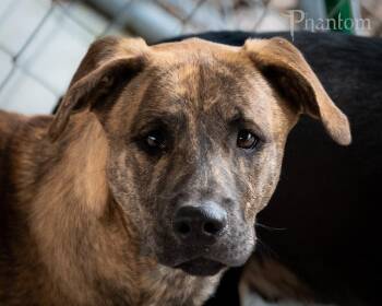 Henry FKA Phantom -  Whippet and Boxer Dog for Adoption in Saint Clairsville, Ohio - Henry FKA Phantom | PetCurious