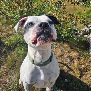 Briggs -  Pit Bull Terrier and Boxer Dog for Adoption in Conway, New Hampshire - Briggs | PetCurious