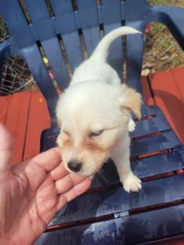SPONSOR OR FOSTER ME - Melody -  Australian Cattle Dog Blue Heeler and Great Pyrenees Dog for Adoption in Grafton, Wisconsin - SPONSOR OR FOSTER ME - Melody | PetCurious