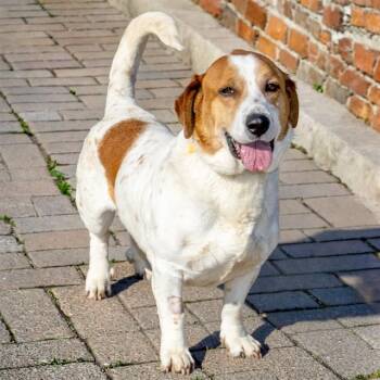 Basset Hound and Great Pyrenees Dogs Available for Adoption in St. Louis, Missouri - FRANK | PetCurious