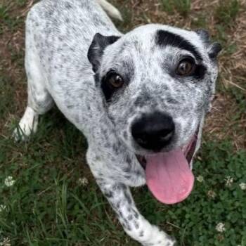 Flip -  Australian Cattle Dog Blue Heeler Dog for Adoption in Tunica, Mississippi - Flip | PetCurious