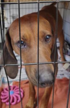 Redbone Coonhound Dogs Available for Adoption in Saint Clairsville, Ohio - Bolt | PetCurious