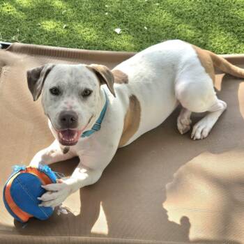 Rescue American Staffordshire Terrier and Mixed Breed Dogs for Adoption in Houston, Texas - Canelo | PetCurious