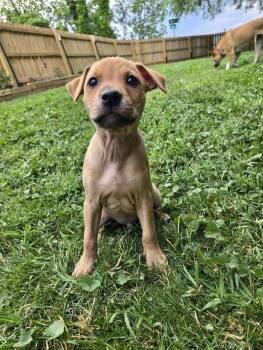 Mixed Breed Dogs Available for Adoption in Milton, Delaware - Tax Evasion | PetCurious