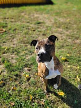 Rescue Terrier Dogs for Adoption in Chambersburg, Pennsylvania - Remi | PetCurious