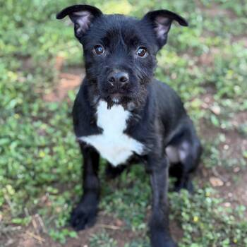 Raven -  Terrier Dog Available for Adoption - Raven | PetCurious