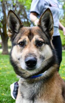 Siberian Husky and German Shepherd Dog Dogs Available for Adoption in Yakima, Washington - Sawyer | PetCurious