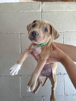 Pit Bull Terrier Dogs Available for Adoption in Murray, Kentucky - Gravy | PetCurious