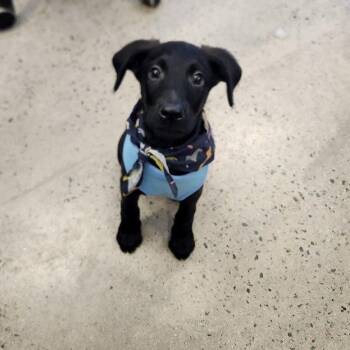 Rescue Retriever and Belgian Shepherd Malinois Dogs for Adoption in New Rochelle, New York - Max | PetCurious