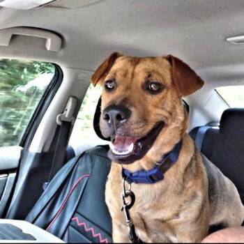 Little Man -  Black Mouth Cur and German Shepherd Dog Dog for Adoption in Rutherfordton, North Carolina - Little Man | PetCurious