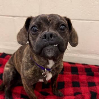 Pug and Mixed Breed Dogs Available for Adoption - Swirla Swirls | PetCurious