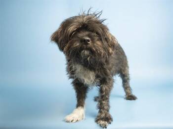 GERONIMO -  Wheaten Terrier Dog for Adoption in Phoenix, Arizona - GERONIMO | PetCurious