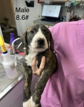 Allister -  Mixed Breed Dog for Adoption in West Chester, Pennsylvania - Allister | PetCurious