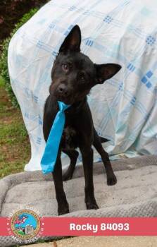 Rocky -  Mixed Breed Dog for Adoption in Mobile, Alabama - Rocky | PetCurious