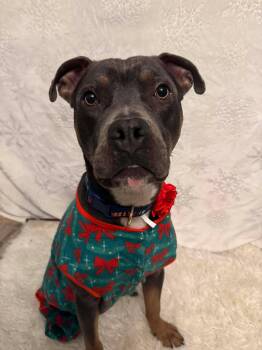Spaetzle -  Pit Bull Terrier Dog for Adoption in Germantown, Ohio - Spaetzle | PetCurious