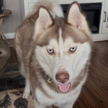 Khaleesi -  Husky Dog for Adoption in Bristol, Indiana - Khaleesi | PetCurious