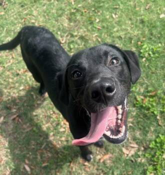 Rescue Labrador Retriever and Mixed Breed Dogs for Adoption in Texas City, Texas - CHRISTOPHER | PetCurious