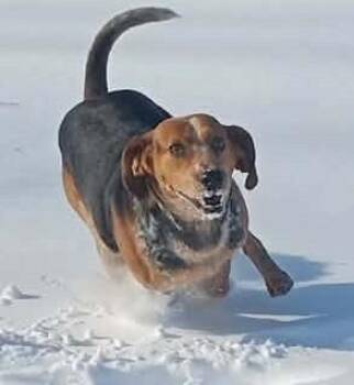 Treeing Walker Coonhound Dogs Available for Adoption in Burgaw, North Carolina - BO | PetCurious