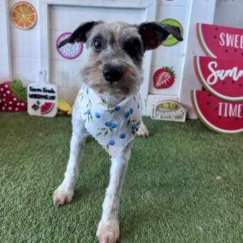 Adam Snider -  Miniature Schnauzer Dog for Adoption in Broken Arrow, Oklahoma - Adam Snider | PetCurious