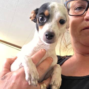 Clay -  Chihuahua Dog for Adoption in Goltry, Oklahoma - Clay | PetCurious