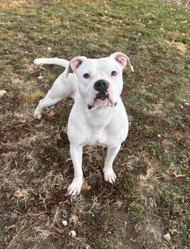 Rescue Pit Bull Terrier and Boxer Dogs for Adoption in Torrington, Wyoming - Journey | PetCurious