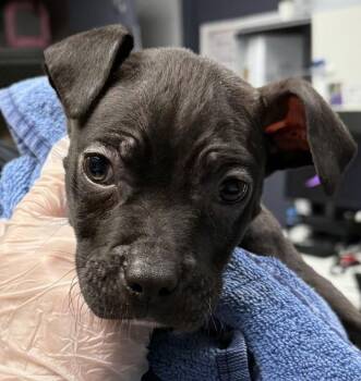 American Bully Dogs Available for Adoption - Umber | PetCurious