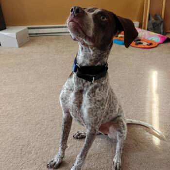 Gabriel -  Pointer and Mixed Breed Dog for Adoption in Tomah, Wisconsin - Gabriel | PetCurious