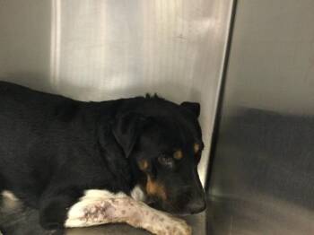 A1931836 -  German Shepherd Dog and Mixed Breed Dog for Adoption in Thousand Palms, California - A1931836 | PetCurious