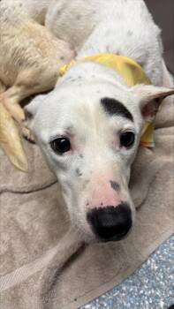 Snow -  Terrier Dog for Adoption in Allen, Texas - Snow | PetCurious