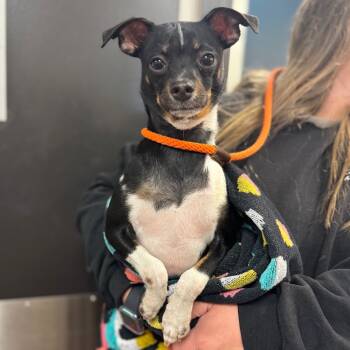 Rescue Mixed Breed and Chihuahua Dogs for Adoption in York, Pennsylvania - YORK-Stray-14463 | PetCurious