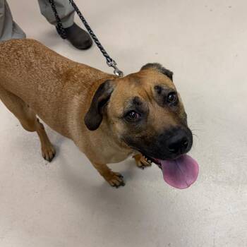 Mixed Breed Dogs Available for Adoption in Vineland, New Jersey - Autumn | PetCurious