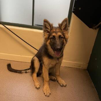 Ragnar -  German Shepherd Dog Dog for Adoption in Pasadena, California - Ragnar | PetCurious