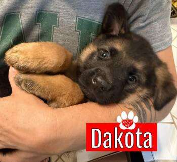 Rescue German Shepherd Dog Dogs for Adoption in Coachella, California - Dakota | PetCurious