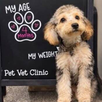 Muppet -  Yorkshire Terrier Dog for Adoption in Grand Rapids, Michigan - Muppet | PetCurious
