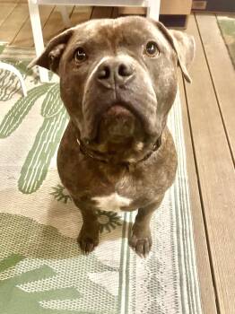 American Bully and American Staffordshire Terrier Dogs Available for Adoption - Rocko | PetCurious