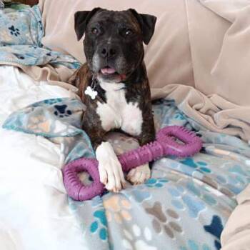 Rescue Mixed Breed Dogs for Adoption in Chamblee, Georgia - Jambar - IN FOSTER | PetCurious