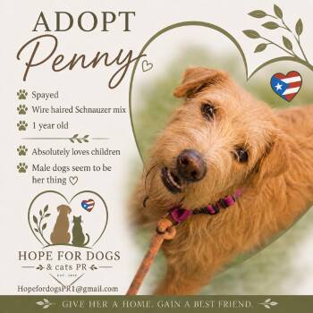 Penny -  Schnauzer and Mixed Breed Dog for Adoption in Pleasant Valley, New York - Penny | PetCurious
