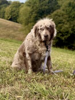 Bisquit -  Newfoundland Dog Dog for Adoption in Gradyville, Kentucky - Bisquit | PetCurious