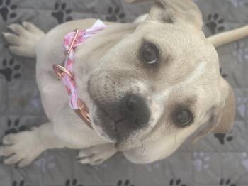 Boxer Dogs Available for Adoption in Oklahoma City, Oklahoma - Ducky | PetCurious