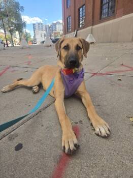 LONDON -  Great Pyrenees Dog for Adoption in Broomfield, Colorado - LONDON | PetCurious