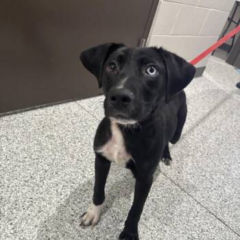Border Collie and Black Labrador Retriever Dogs Available for Adoption - Earl | PetCurious