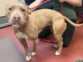 Lady -  Pit Bull Terrier Dog Available for Adoption in Salisbury, Maryland - Lady | PetCurious