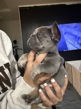 Princess  -  Fluffy French Bulldog Dog for Sale in Phoenix, Arizona - Princess  | PetCurious