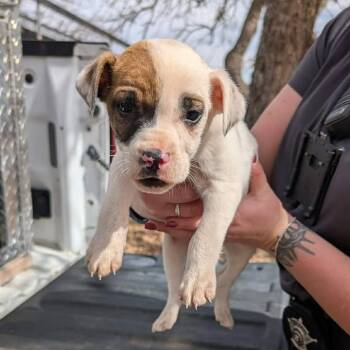 Black Labrador Retriever and Mixed Breed Dogs Available for Adoption - Zulu | PetCurious