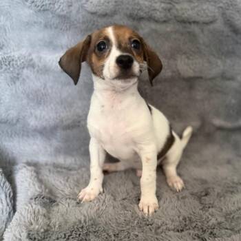 Peter Pan -  Chihuahua and Mixed Breed Dog for Adoption in Las Vegas, Nevada - Peter Pan | PetCurious