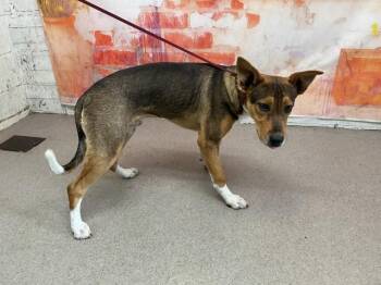 COMMANDER -  German Shepherd Dog and Mixed Breed Dog for Adoption in San Bernardino, California - COMMANDER | PetCurious