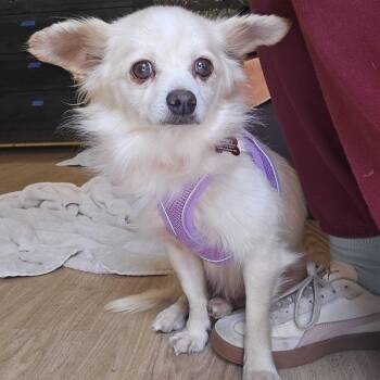 Tea 14138 -  Chihuahua and Pomeranian Dog for Adoption in San Francisco, California - Tea 14138 | PetCurious