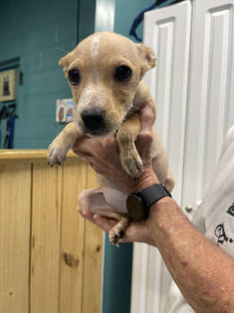 Rescue Chihuahua and Mixed Breed Dogs for Adoption in Chattanooga, Tennessee - Eleanor | PetCurious