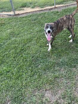 Rescue American Staffordshire Terrier Dogs for Adoption in Bronson, Texas - Auggie | PetCurious